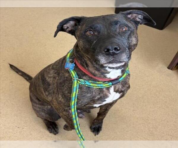 Medium Photo #1 Labrador Retriever-Unknown Mix Puppy For Sale in Derwood, MD, USA