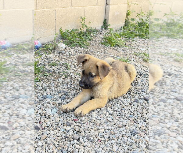 Medium Photo #2 Mutt Puppy For Sale in Dana Point, CA, USA