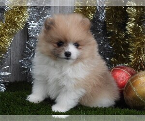 Pomeranian Puppy for sale in BOCA RATON, FL, USA