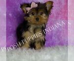 Small Photo #14 Yorkshire Terrier Puppy For Sale in WARSAW, IN, USA