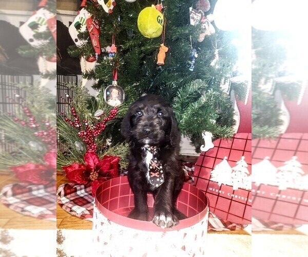 Medium Photo #5 Labradoodle Puppy For Sale in MONTROSE, CO, USA