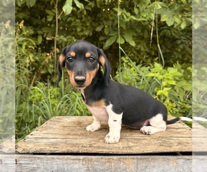 Dachshund Puppy for sale in MIDDLEBURY, IN, USA