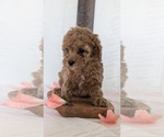 Small #11 Cavapoo (Miniature)