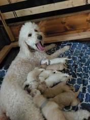 Mother of the Goldendoodle puppies born on 02/28/2018