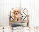 Small #1 Poodle (Toy)
