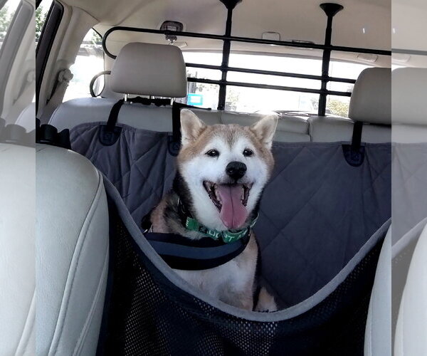 Medium Photo #3 Shiba Inu Puppy For Sale in San Jose, CA, USA