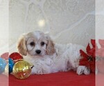 Small Photo #3 Cavachon Puppy For Sale in GORDONVILLE, PA, USA