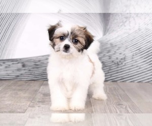 Zuchon Puppy for sale in WESTPOINT, IN, USA