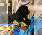 Small Photo #1 Cane Corso Puppy For Sale in GRAHAM, WA, USA