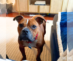 Small #6 Bull-Boxer