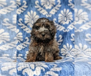 Cock-A-Poo Puppy for sale in KIRKWOOD, PA, USA