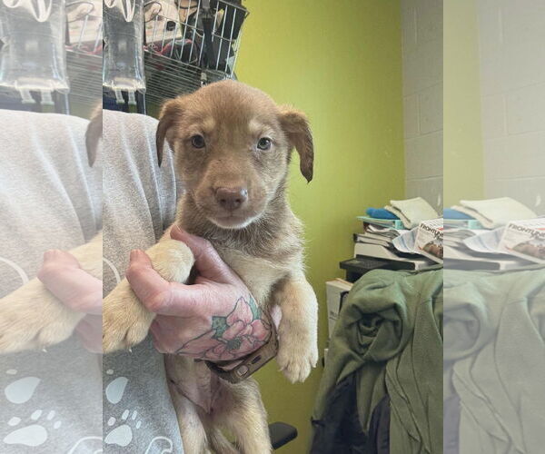 Medium Photo #1 Labrador Retriever-Siberian Husky Mix Puppy For Sale in SHERBURNE, NY, USA