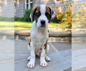 Boxer Dogs for adoption in Dumont, NJ, USA