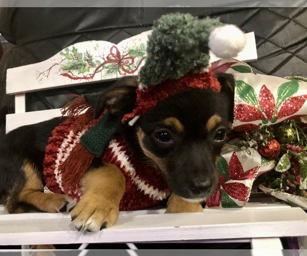 Medium Photo #2 Chihuahua Puppy For Sale in SHERMAN, TX, USA