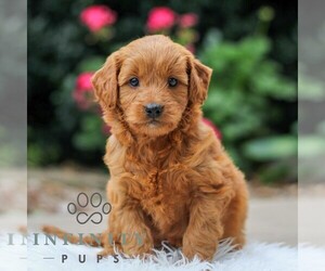 Goldendoodle (Miniature) Puppy for Sale in LEOLA, Pennsylvania USA