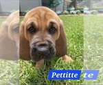 Puppy 3 Bloodhound
