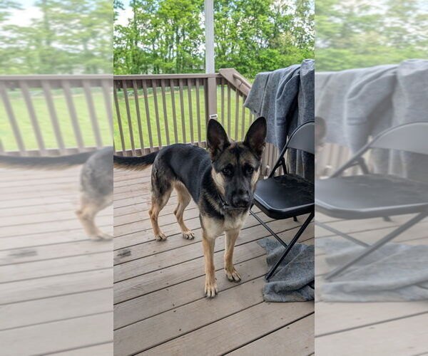 Medium Photo #3 German Shepherd Dog Puppy For Sale in Aurora, IN, USA