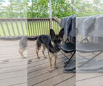 Small #2 German Shepherd Dog