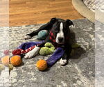 Small American Pit Bull Terrier-Labrador Retriever Mix