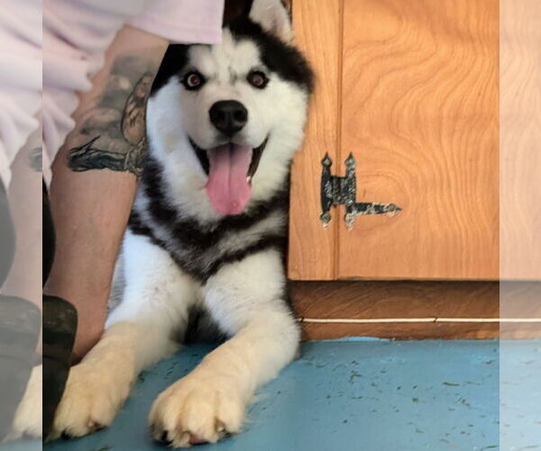 Medium Photo #6 - Mix Puppy For Sale in Forest, VA, USA