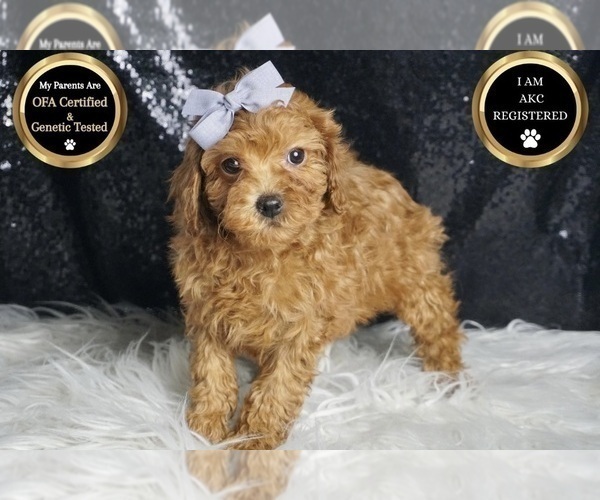 Medium Photo #5 Poodle (Toy) Puppy For Sale in WARSAW, IN, USA