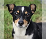 Nathan (VA) - Male Toy Rat Doxie Dog for Adoption - Small photo
