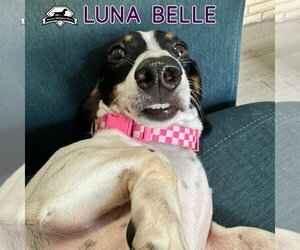 Luna Belle - Female Dachshund Dog for Adoption - Photo #7