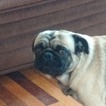 Small Photo #1 Pug Puppy For Sale in EVERGREEN, CO, USA