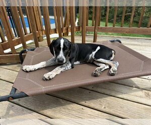 Mutt Dogs for adoption in Clinton , MI, USA