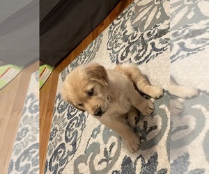 Golden Retriever Puppy for sale in WORCESTER, MA, USA