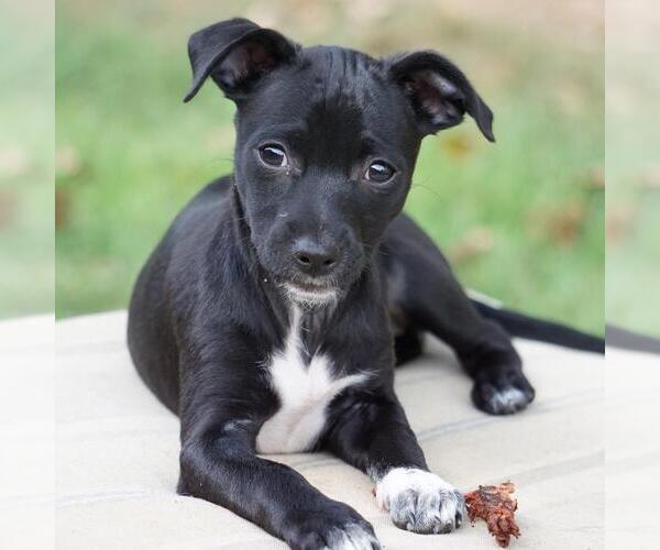 Medium Photo #9 Chihuahua-Colonial Cocker Spaniel Mix Puppy For Sale in San Diego, CA, USA