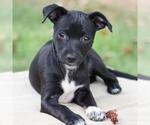 Small #8 Chihuahua-Colonial Cocker Spaniel Mix