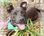 Small #1 Labrador Retriever Mix