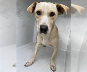 Carolina Dog-Dachshund Mix Dogs for adoption in Houston, TX, USA