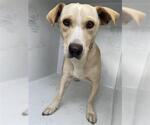 Small Carolina Dog-Dachshund Mix