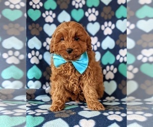 Cavapoo-Poodle (Miniature) Mix Puppy for sale in NEW PROVIDENCE, PA, USA