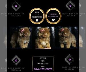 Pomeranian Puppy for sale in WARSAW, IN, USA