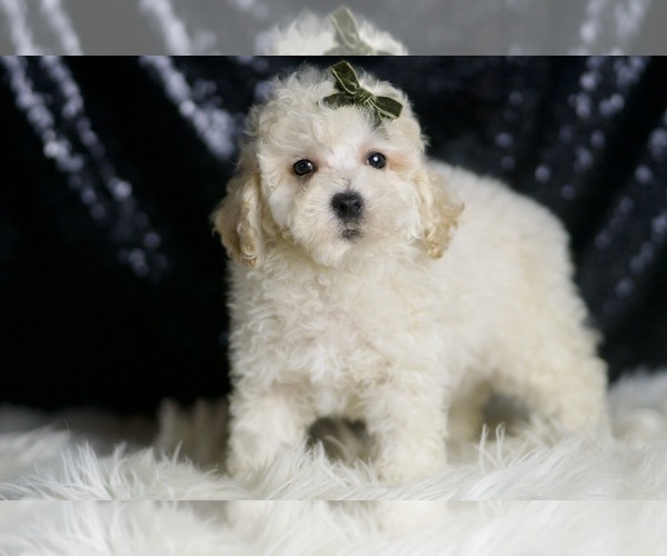 Medium Photo #99 Maltipoo (Miniature) Puppy For Sale in WARSAW, IN, USA