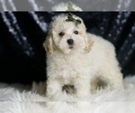 Small Photo #99 Maltipoo (Miniature) Puppy For Sale in WARSAW, IN, USA