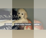 Small Photo #5 Golden Retriever Puppy For Sale in BRISTOL, VT, USA