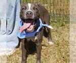 Small American Staffordshire Terrier Mix