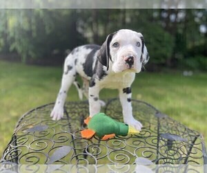 Great Dane Puppy for Sale in BOLTON, Massachusetts USA