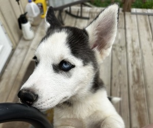 Siberian Husky Puppy for sale in OLNEY, IL, USA