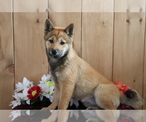 Shiba Inu Puppy for sale in SHILOH, OH, USA
