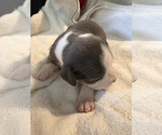 Small #2 American Bully