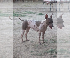 Mother of the American Hairless Terrier puppies born on 06/02/2025