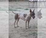 Small Photo #1 American Hairless Terrier Puppy For Sale in PHOENIX, AZ, USA