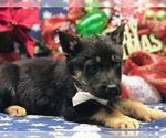 Small Photo #5 German Shepherd Dog Puppy For Sale in CLAY, PA, USA