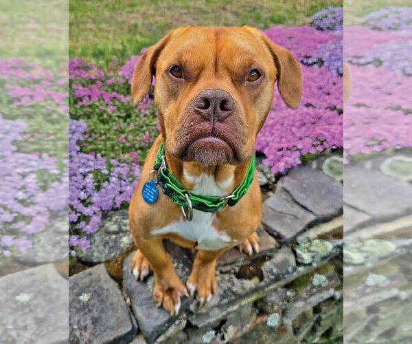 Medium Photo #2 American Pit Bull Terrier-Unknown Mix Puppy For Sale in Westminster, MA, USA