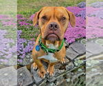 Small #1 American Pit Bull Terrier Mix